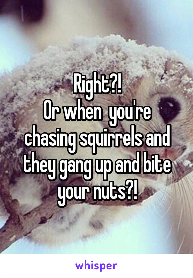 Right?!
Or when  you're chasing squirrels and they gang up and bite your nuts?!