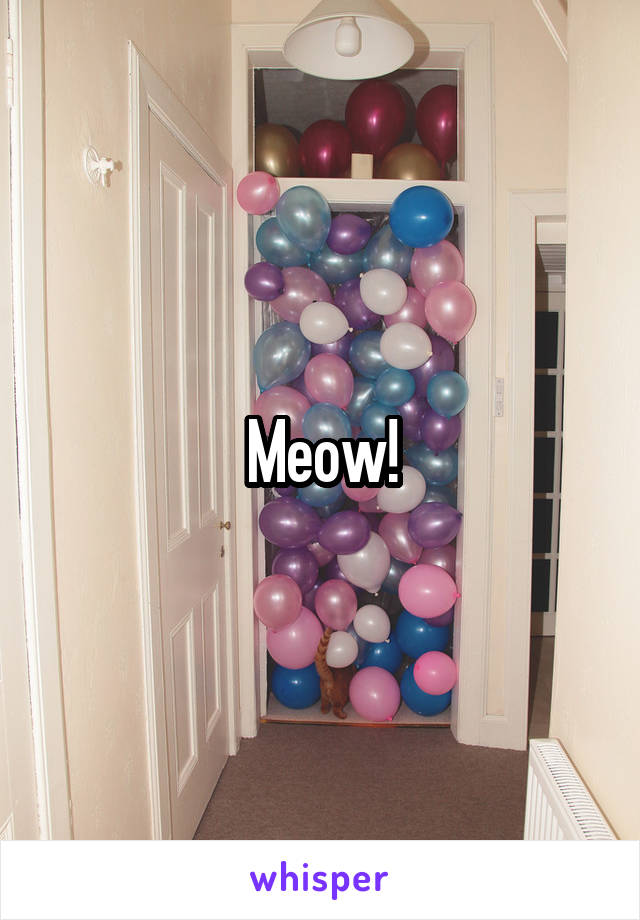 Meow!