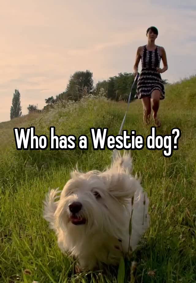 Who has a Westie dog? 