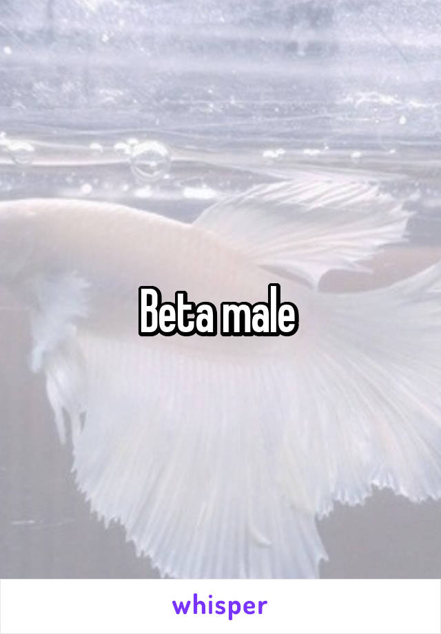 Beta male 