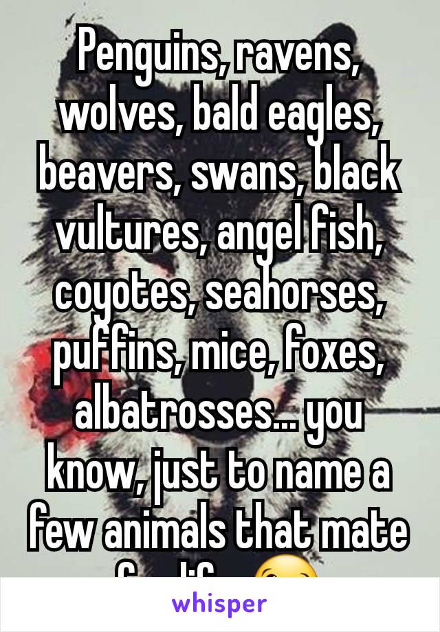 Penguins, ravens, wolves, bald eagles, beavers, swans, black vultures, angel fish, coyotes, seahorses, puffins, mice, foxes, albatrosses... you know, just to name a few animals that mate for life. 😉