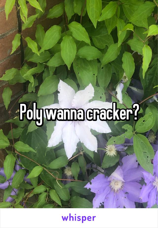 Poly wanna cracker?