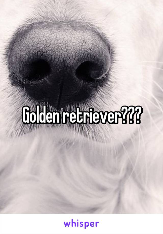 Golden retriever???