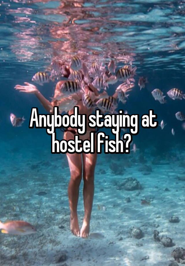 Anybody staying at hostel fish? 