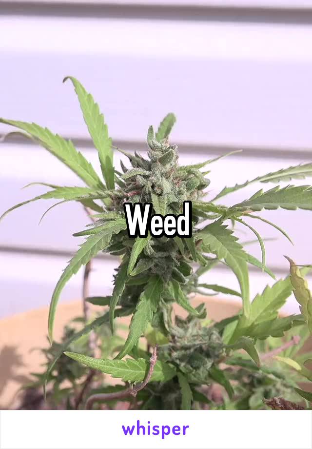 Weed