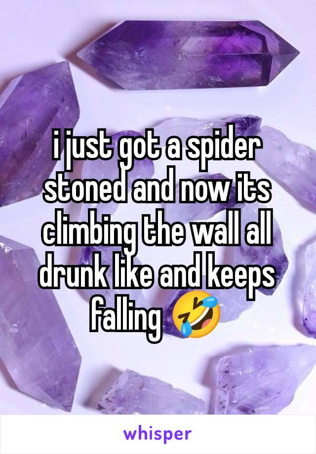 i just got a spider stoned and now its climbing the wall all drunk like and keeps falling 🤣