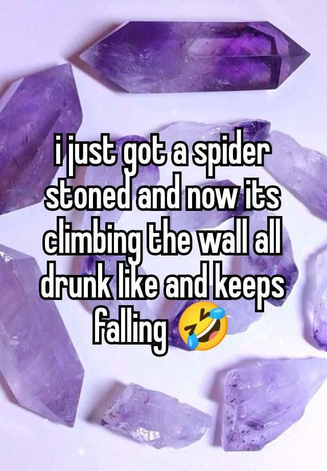 i just got a spider stoned and now its climbing the wall all drunk like and keeps falling 🤣