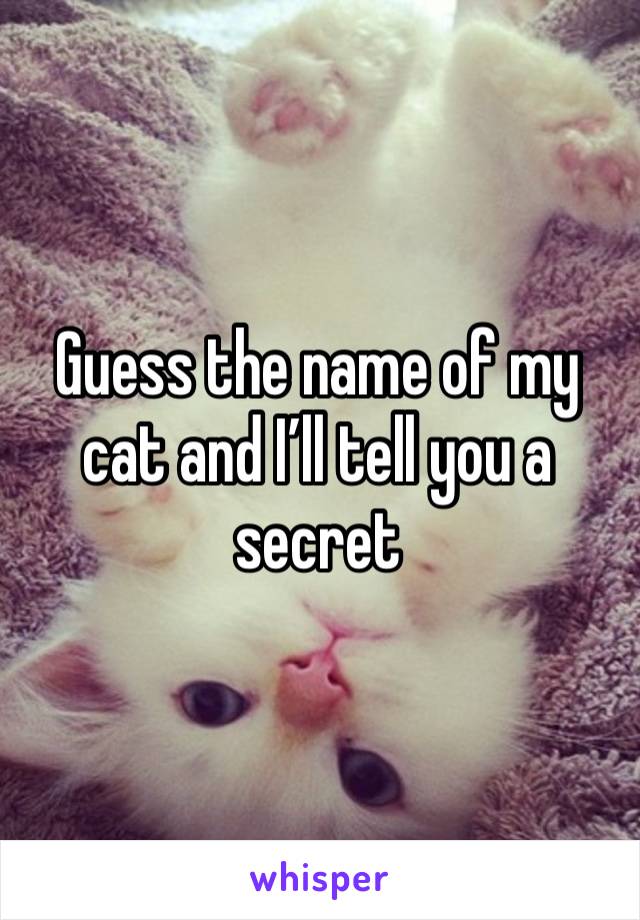 Guess the name of my cat and I’ll tell you a secret 