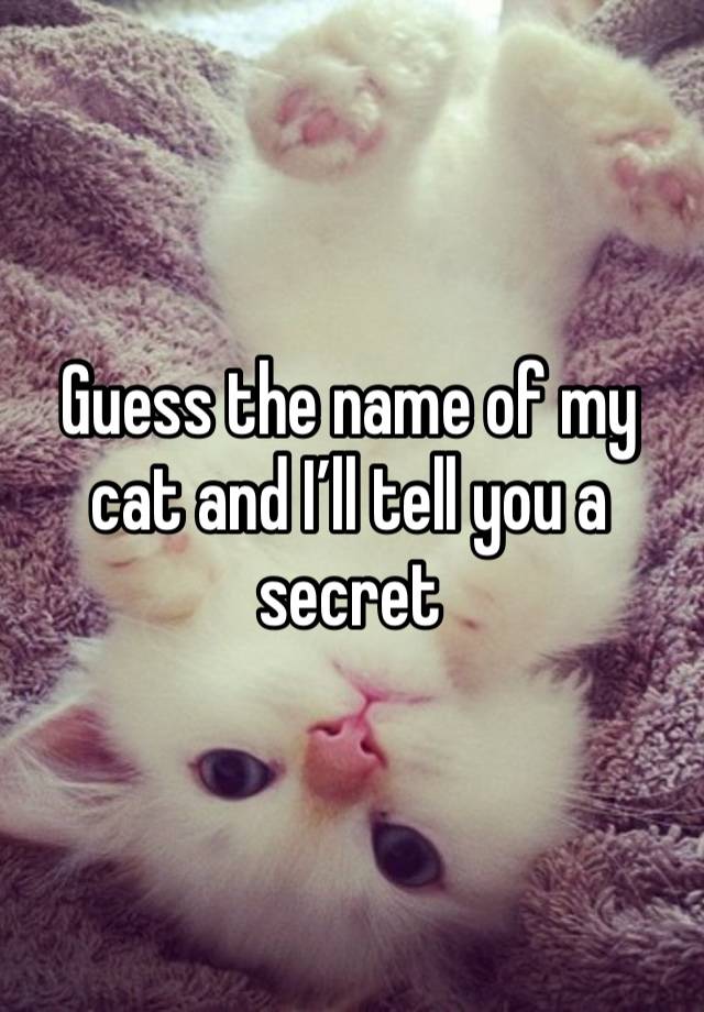 Guess the name of my cat and I’ll tell you a secret 