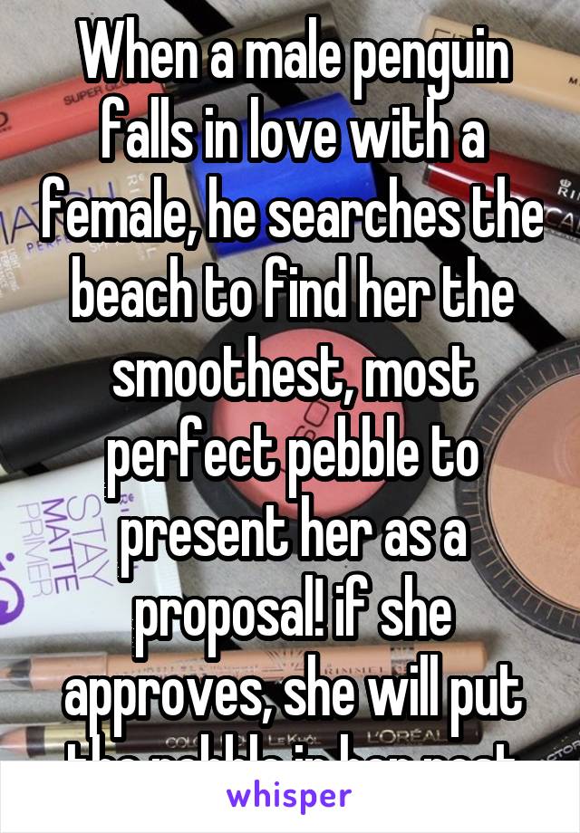 When a male penguin falls in love with a female, he searches the beach to find her the smoothest, most perfect pebble to present her as a proposal! if she approves, she will put the pebble in her nest