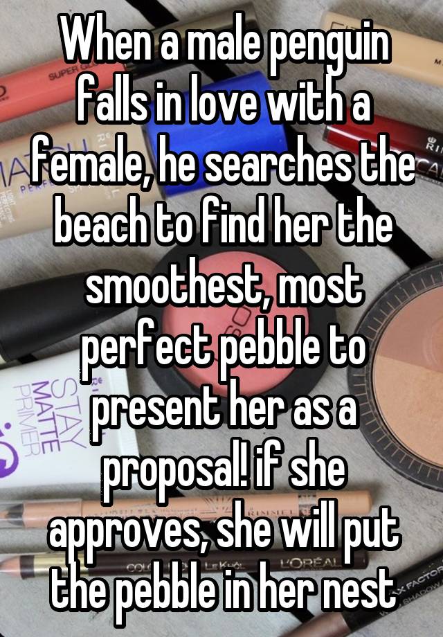 When a male penguin falls in love with a female, he searches the beach to find her the smoothest, most perfect pebble to present her as a proposal! if she approves, she will put the pebble in her nest