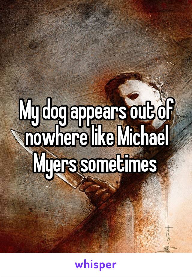 My dog appears out of nowhere like Michael Myers sometimes 