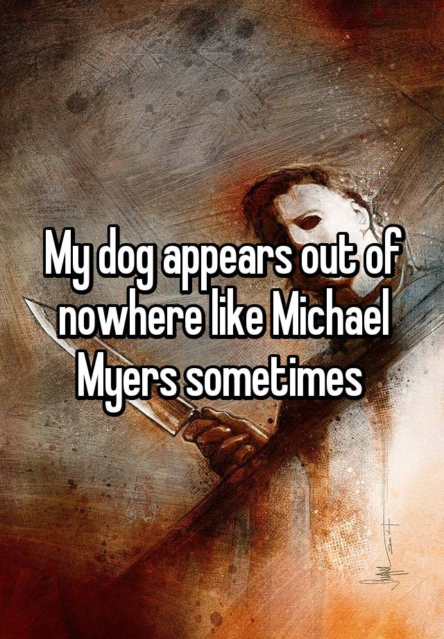 My dog appears out of nowhere like Michael Myers sometimes 