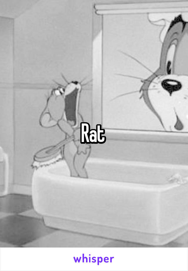 Rat 