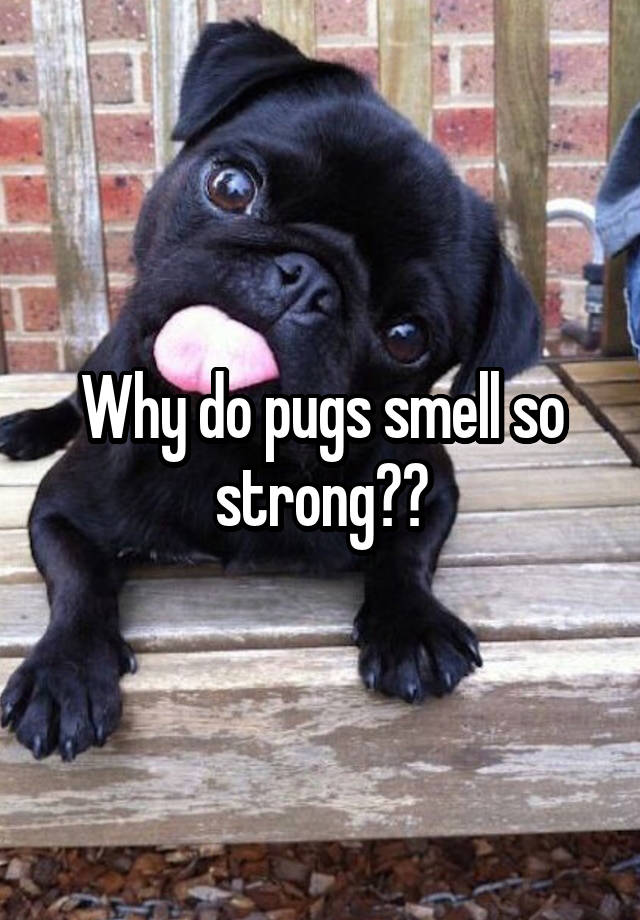 Why do pugs smell so strong??