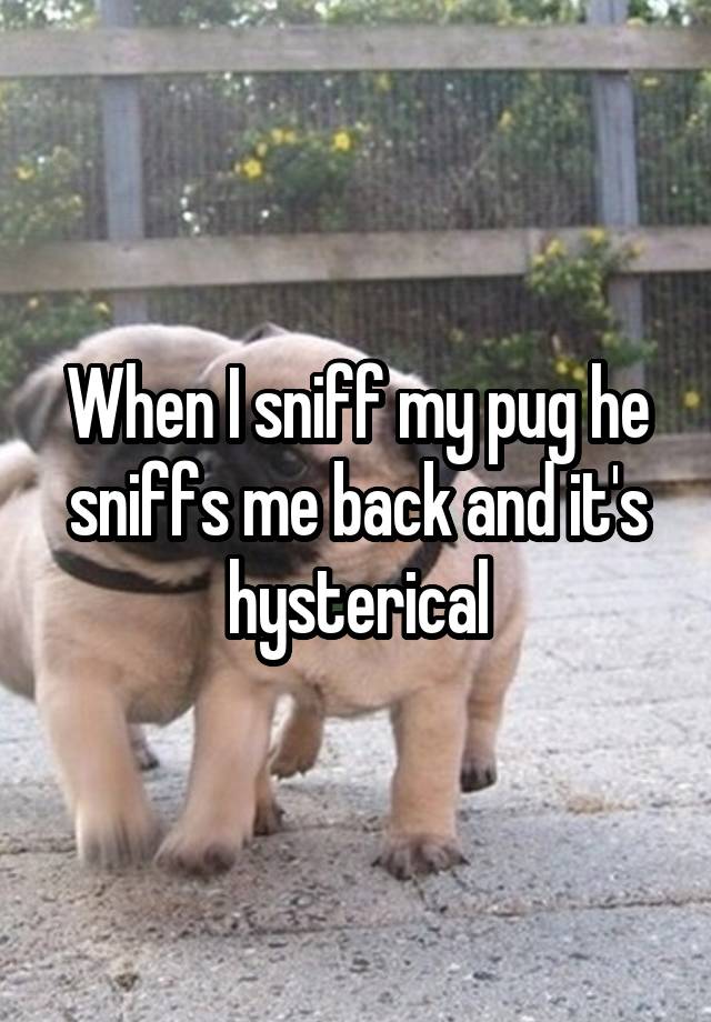 When I sniff my pug he sniffs me back and it's hysterical