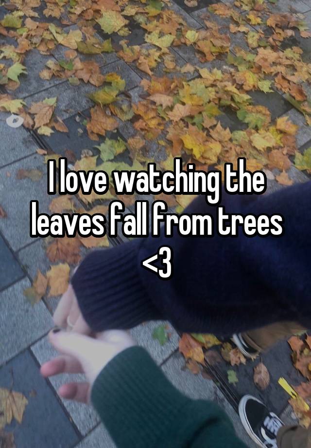 I love watching the leaves fall from trees <3