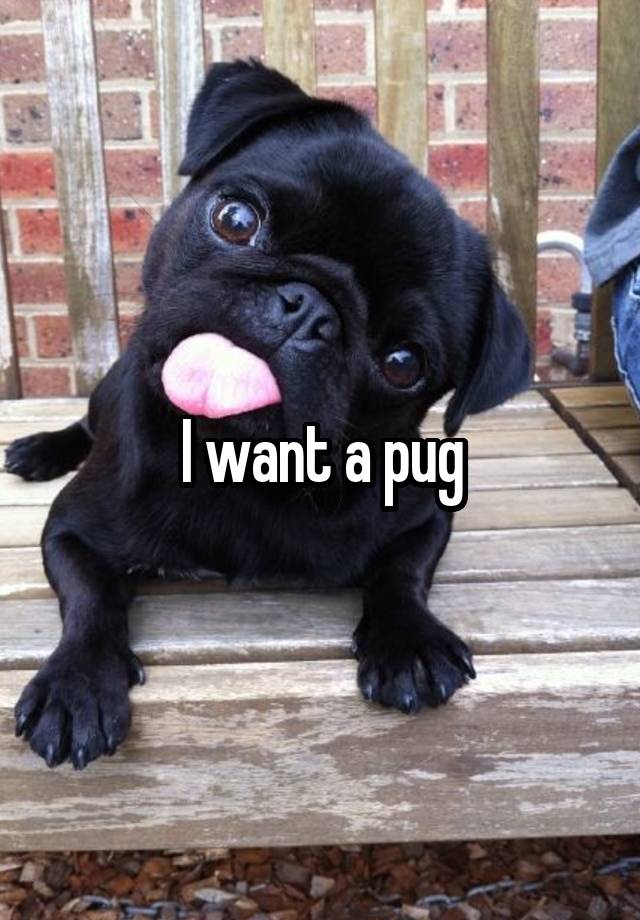 I want a pug