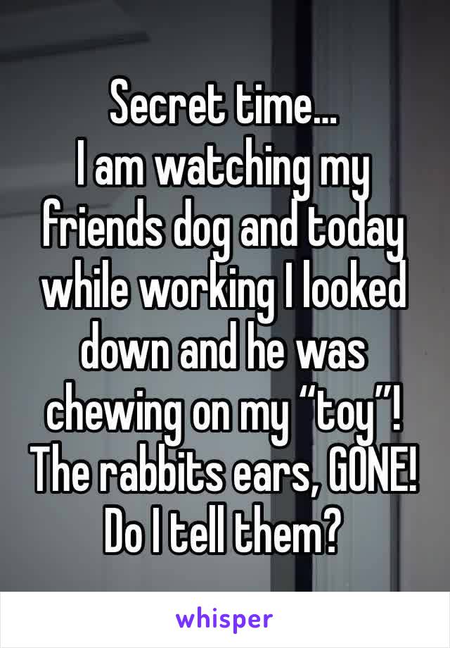 Secret time…
I am watching my friends dog and today while working I looked down and he was chewing on my “toy”! The rabbits ears, GONE!
Do I tell them? 