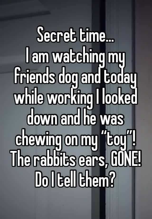 Secret time…
I am watching my friends dog and today while working I looked down and he was chewing on my “toy”! The rabbits ears, GONE!
Do I tell them? 