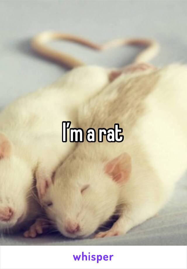 I’m a rat