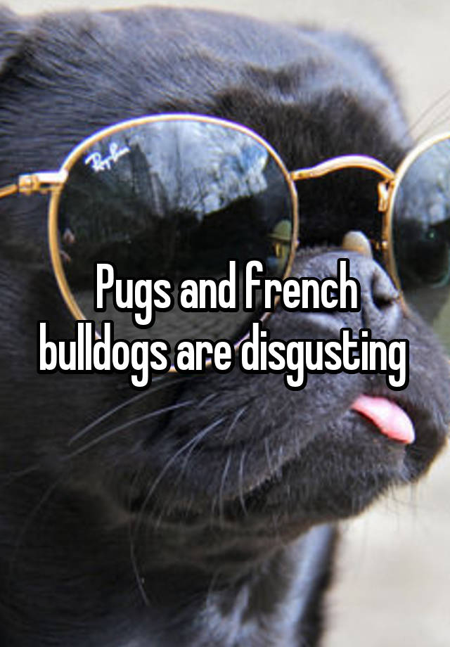 Pugs and french bulldogs are disgusting 