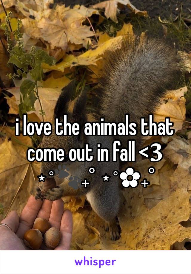 i love the animals that come out in fall <𝟑
⋆˚🐾˖° ⋆˚✿˖°