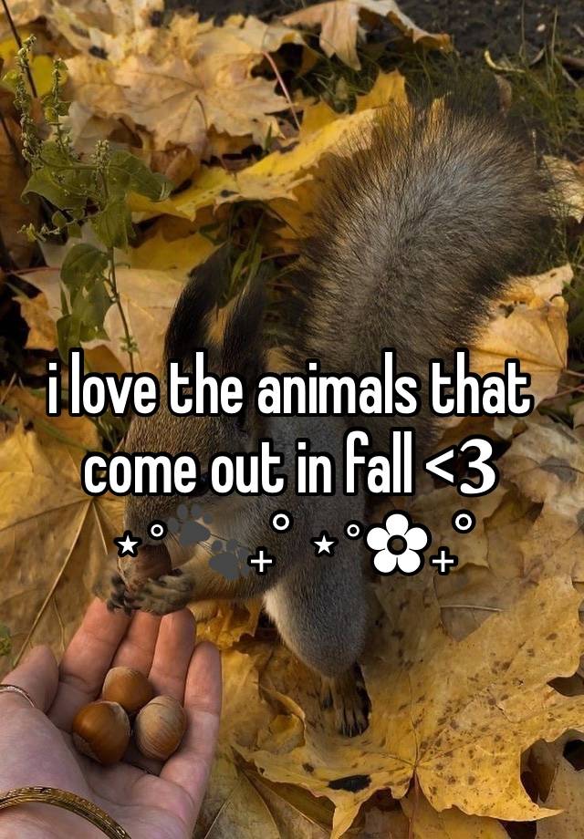 i love the animals that come out in fall <𝟑
⋆˚🐾˖° ⋆˚✿˖°