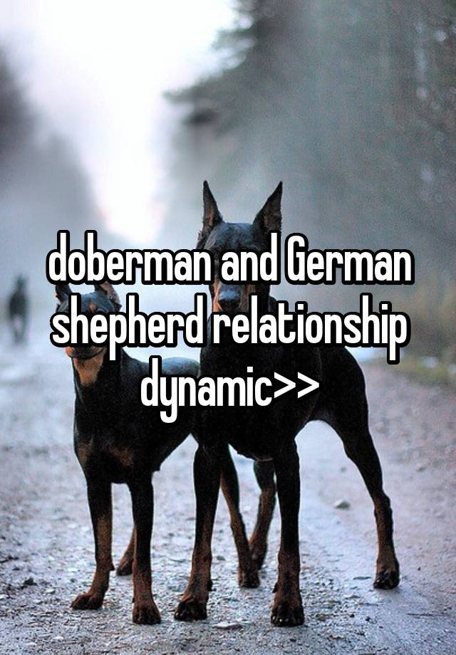 doberman and German shepherd relationship dynamic>>