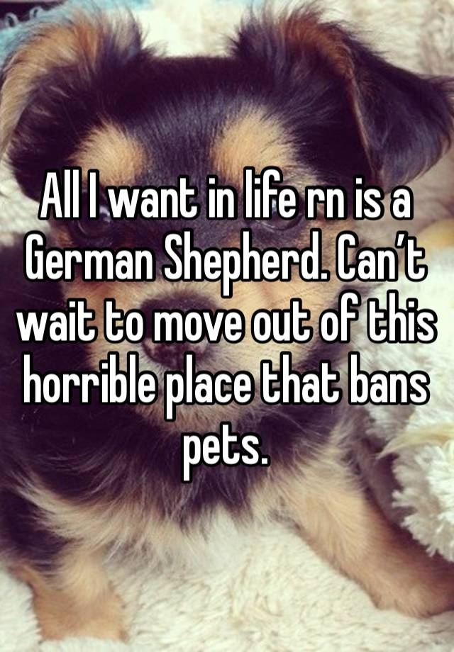 All I want in life rn is a German Shepherd. Can’t wait to move out of this horrible place that bans pets.
