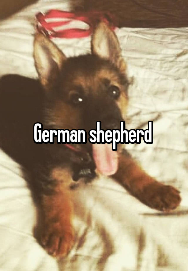 German shepherd 