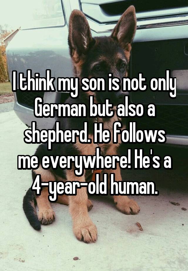 I think my son is not only German but also a shepherd. He follows me everywhere! He's a 4-year-old human.
