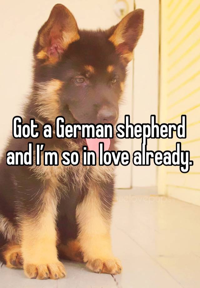 Got a German shepherd and I’m so in love already. 
