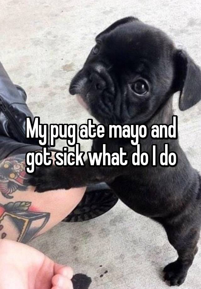 My pug ate mayo and got sick what do I do