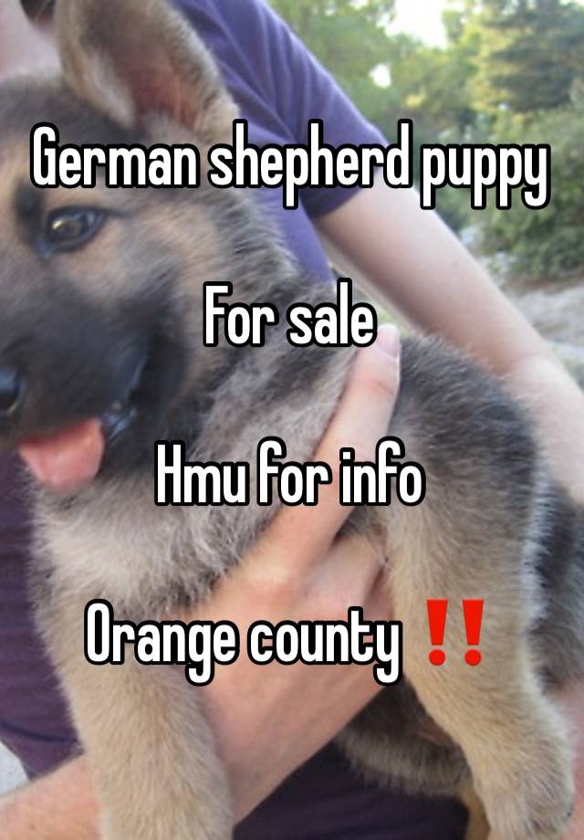 German shepherd puppy 

For sale

Hmu for info 

Orange county ‼️