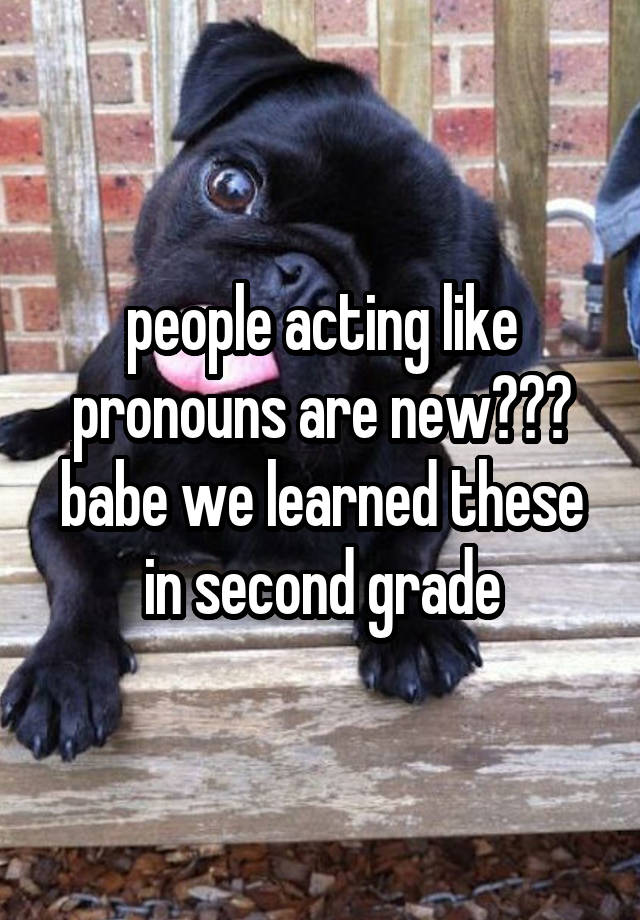 people acting like pronouns are new??? babe we learned these in second grade