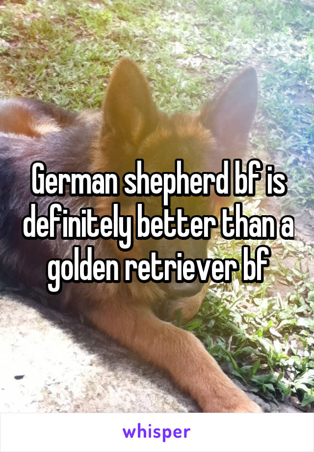 German shepherd bf is definitely better than a golden retriever bf