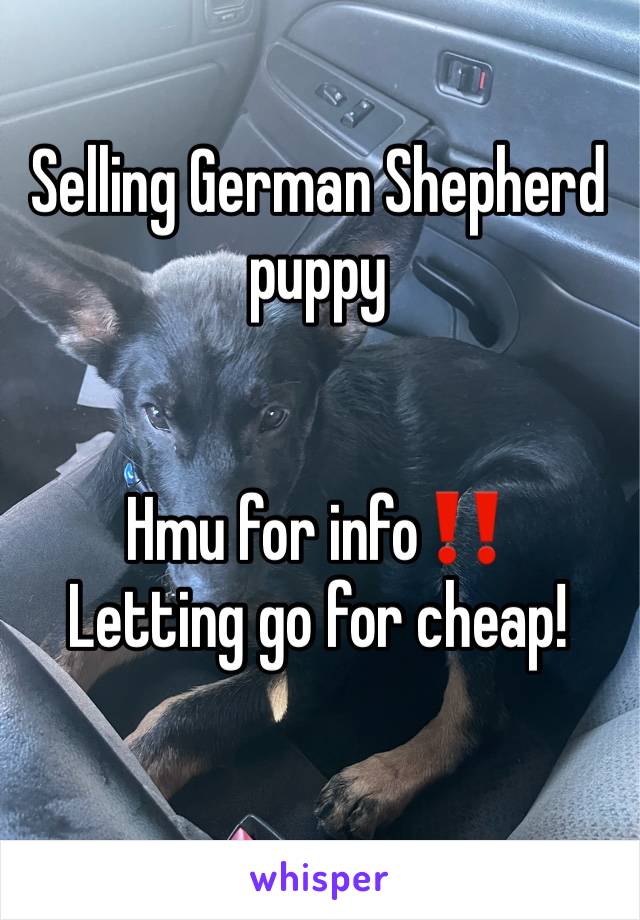 Selling German Shepherd puppy


Hmu for info‼️
Letting go for cheap!
