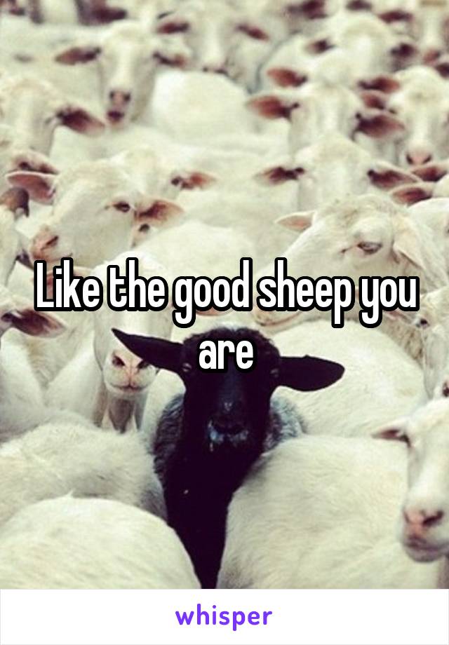 Like the good sheep you are