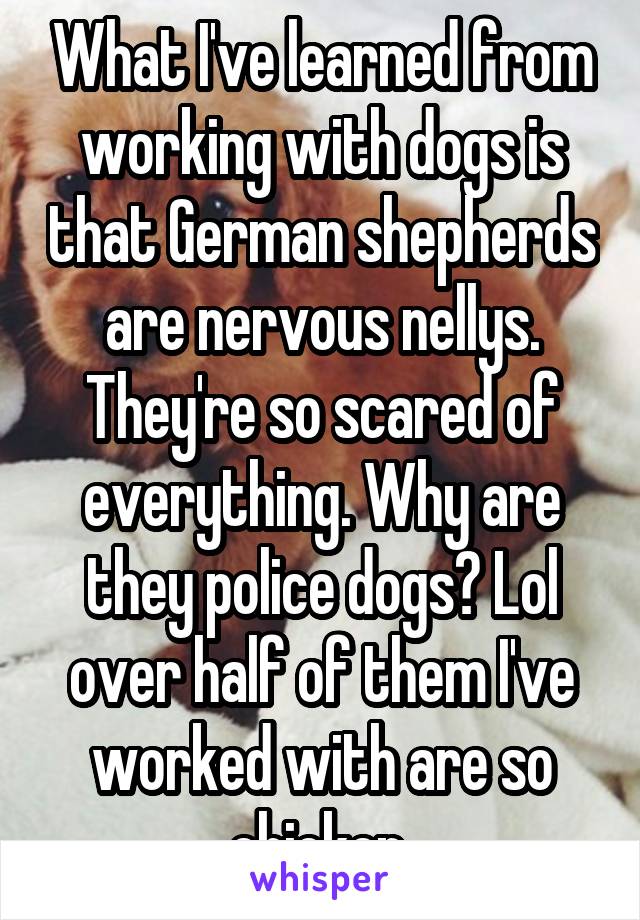 What I've learned from working with dogs is that German shepherds are nervous nellys. They're so scared of everything. Why are they police dogs? Lol over half of them I've worked with are so chicken 