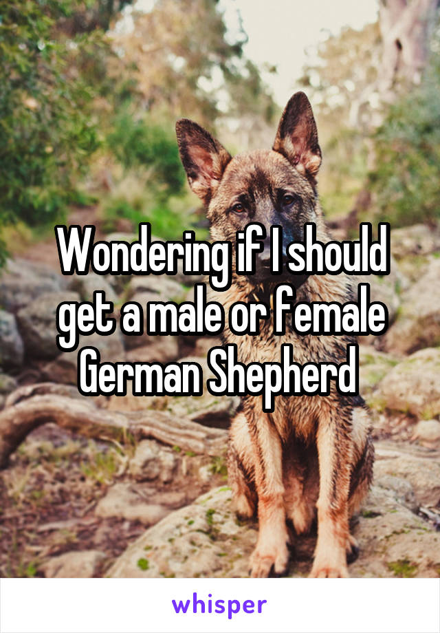 Wondering if I should get a male or female German Shepherd 