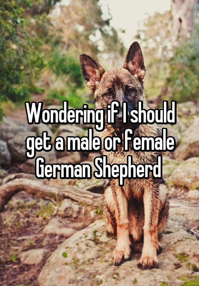 Wondering if I should get a male or female German Shepherd 