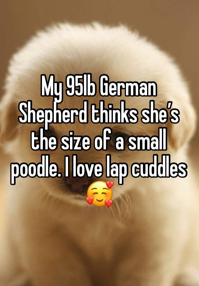 My 95lb German Shepherd thinks she’s the size of a small poodle. I love lap cuddles 🥰 