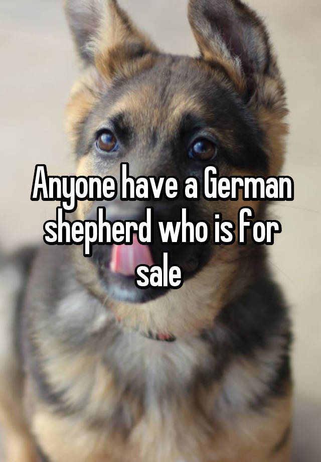 Anyone have a German shepherd who is for sale 