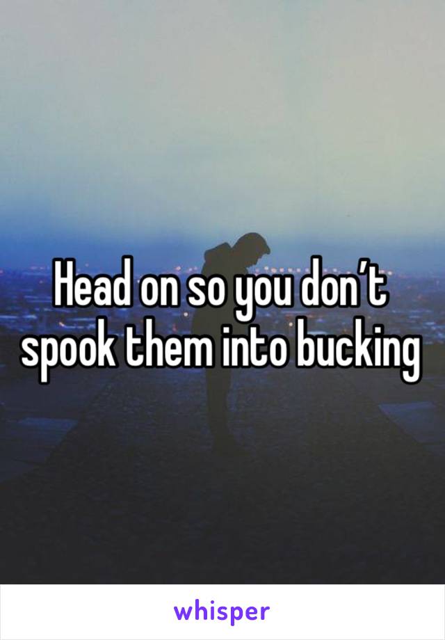 Head on so you don’t spook them into bucking