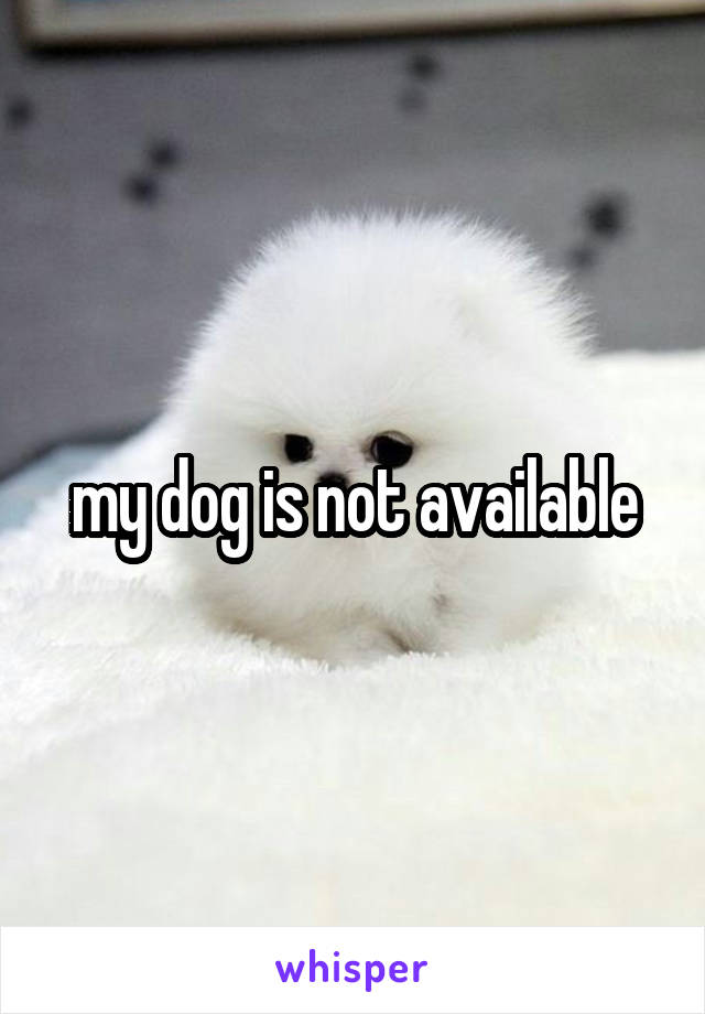 my dog is not available