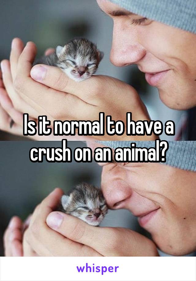 Is it normal to have a crush on an animal?