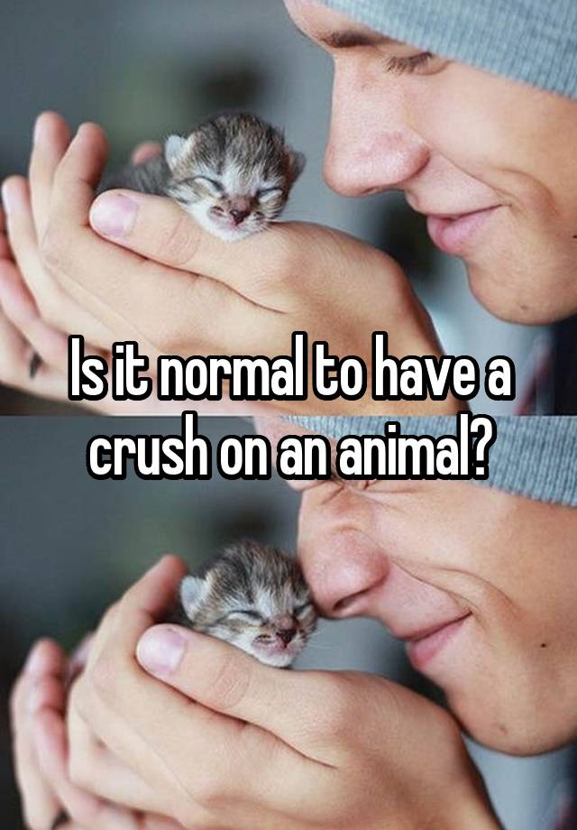 Is it normal to have a crush on an animal?