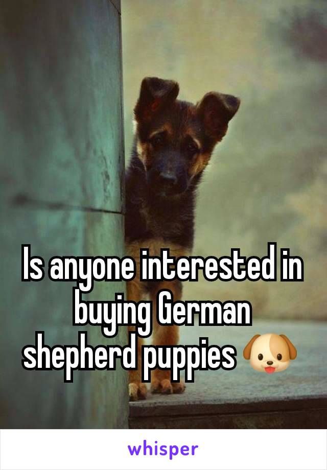 Is anyone interested in buying German shepherd puppies 🐶 