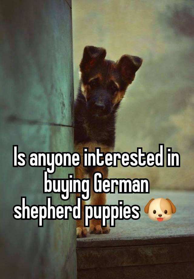 Is anyone interested in buying German shepherd puppies 🐶 